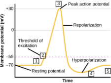 16.2 How Neurons Communicate – Concepts of Biology – H5P