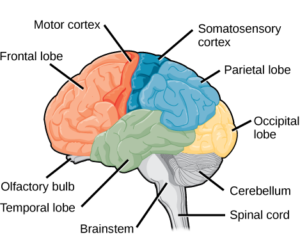 16.3 The Central Nervous System – Concepts of Biology – H5P