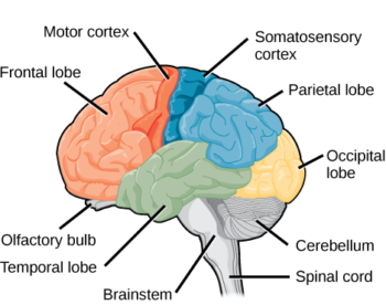 16.3 The Central Nervous System – Concepts of Biology – H5P