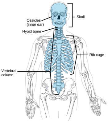 19.1 Types of Skeletal Systems – Concepts of Biology – H5P