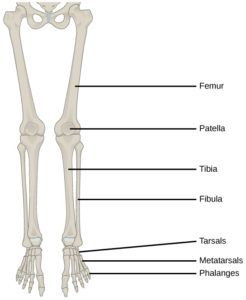 19.1 Types of Skeletal Systems – Concepts of Biology – H5P