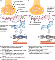 19.4 Muscle Contraction and Locomotion – Concepts of Biology – H5P