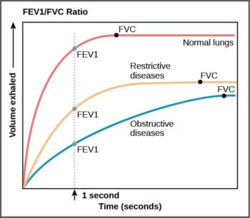 20.3 Breathing – Concepts of Biology – H5P