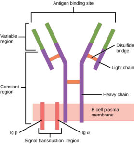 23.2. Adaptive Immune Response – Concepts of Biology – H5P