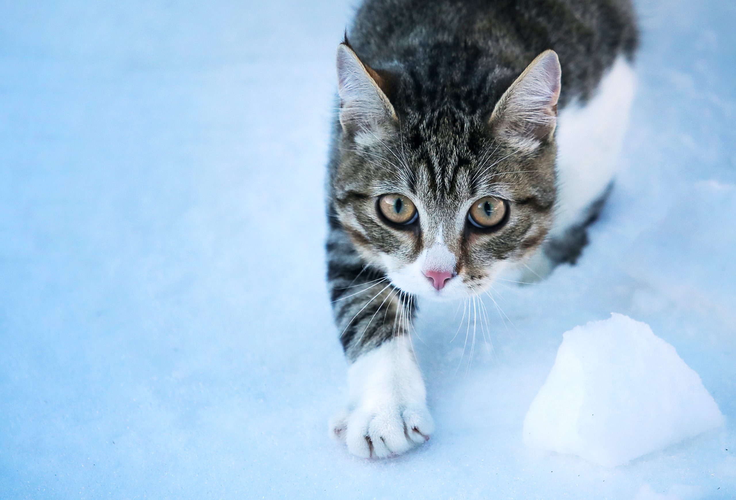 A tabby cat with white paws stalks on snowy ground.