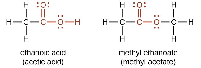 Two structures are shown. The first structure is labeled, “ethanoic acid,” and, “acetic acid.” This structure indicates a C atom to which H atoms are bonded above, below and to the left. To the right of this in red is a bonded group comprised of a C atom to which an O atom is double bonded above. To the right of the red C atom, an O atom is bonded which has an H atom bonded to its right. Both O atoms have two sets of electron dots. The second structure is labeled, “methyl ethanoate,” and, “methyl acetate.” This structure indicates a C atom to which H atoms are bonded above, below and to the left. In red, bonded to the right is a C atom with a double bonded O atom above and a single bonded O atom to the right. To the right of this last O atom in black is another C atom to which H atoms are bonded above, below and to the right. Both O atoms have two pairs of electron dots.