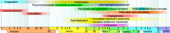 Phases of wound healing https://upload.wikimedia.org/wikipedia/commons/a/a6/Wound_healing_phases.svg