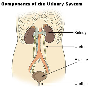 The organs of the Genitourinary system