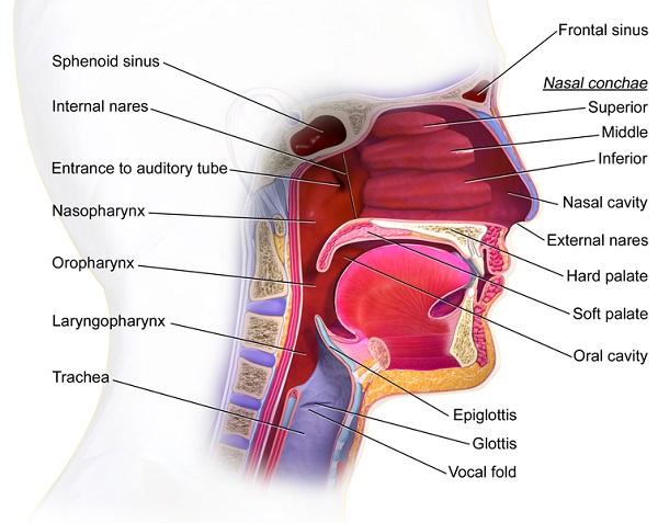 5.9 Oropharyngeal suctioning – Clinical Procedures for Safer Patient Care