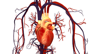 Get a cardiovascular assessment - Body Cardio