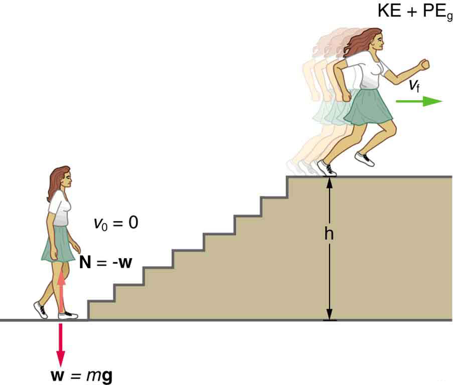 A woman is standing before a set of stairs with her weight shown by a vector w pointing vertically downward, which is equal to m times g. The normal force N acting on the woman is shown by a vector pointing vertically upward, which is equal to negative w. Her velocity at this point is v sub 0 equal to zero. She runs and reaches the top of the stairs at a height h with velocity v sub f. Now she possesses potential energy as well as kinetic energy labeled as K E plus P E sub g.