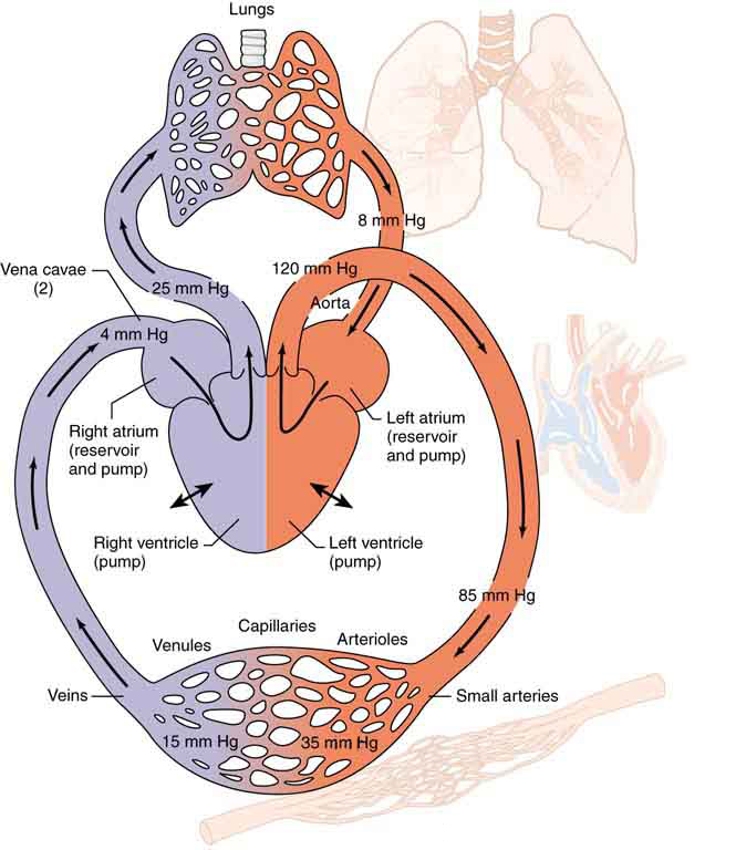 Figure is a schematic diagram of the circulatory system. The lungs, heart, arteries and vein systems are shown. The blood is shown to flow from the left atrium through the arteries, then through the veins and back to the right atrium. The flow is also shown from right atrium to the lungs and from lungs back to left atrium. All parts of the system are labeled. Pressure various points of the system all along the movement of blood across various parts are also marked.