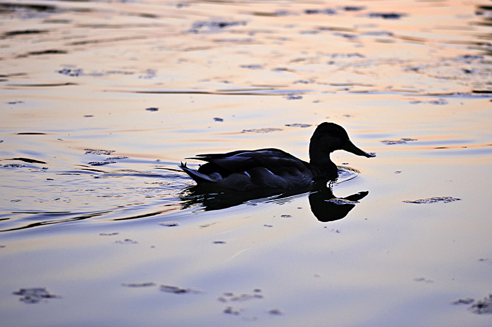Photograph of a black duck swimming in water. The path left behind by the duck in water shows a near cone shape.