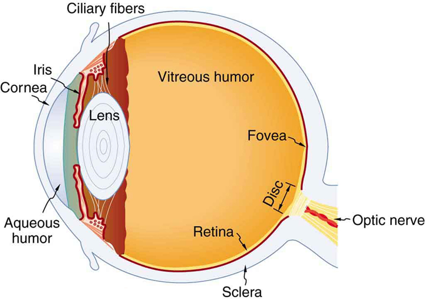 Lens of the Eye - All About Vision