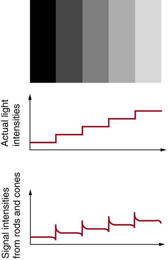 An image of black and gray gradient in stripes pattern is shown in first figure. A step graph in increasing order below the image shows actual light intensities of the above pattern. The graph appears uniform as the grey strips are also uniform, but they are not. Instead, they are perceived darker on the dark side and lighter on the light side of the edge as depicted in the graph below it, which shows a step graph with spikes at the beginning of the next step.