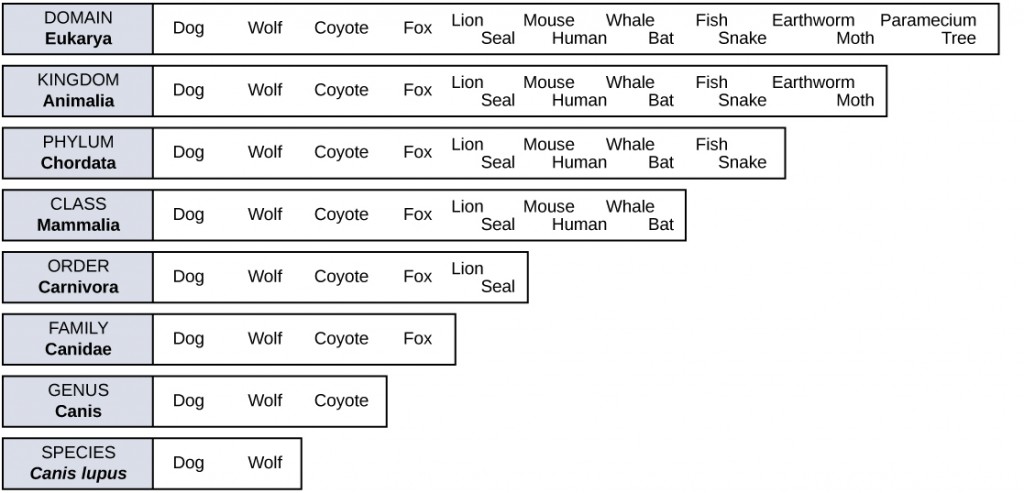 what are the 8 taxonomic groups