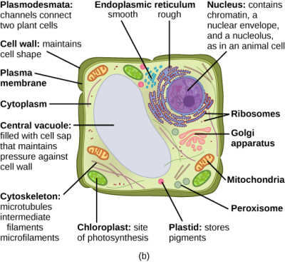 free electrotransformation of bacteria