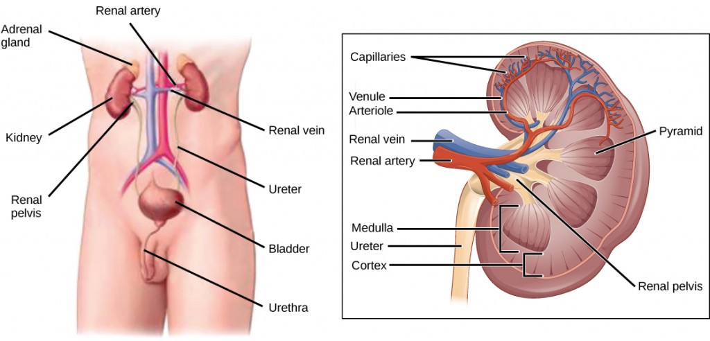 Illustration on the left shows the placement of the kidneys and bladder in a human man. The two kidneys face one another and are located on the posterior side, about halfway up the back. A renal artery and a renal vein extend from the inside middle of each kidney, toward a major blood vessel that runs up the middle of the body. A ureter runs down from each kidney to the bladder, a sac that sits just above the pelvis. The urethra runs down from the bottom of the bladder and through the penis. The adrenal glands are lumpy masses that sit on top of the kidneys. The illustration on the right shows a kidney, shaped like a kidney bean standing on end. The inside of the kidney consists of three layers: the outer cortex, the middle medulla and the inner renal pelvis. The renal pelvis is flush with the concave side of the kidney, and empties into the ureter, a tube that runs down outside the concave side of the kidney. Several renal pyramids are embedded in the medulla, which is the thickest kidney layer. Each renal pyramid is teardrop-shaped, with the narrow end facing the renal pelvis. The renal artery and renal vein enter the concave part of the kidney, just above the ureter. The renal artery and renal vein branch into arterioles and venules, respectively, which extend into the kidney and branch into capillaries in the cortex.