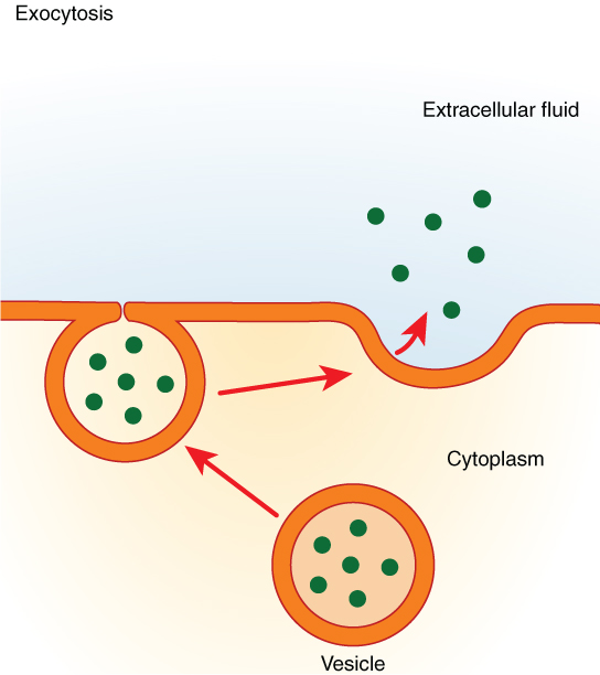 This figure shows the process of exocytosis. A vesicle is shown fusing with the membrane and then releasing its contents into the extracellular fluid.