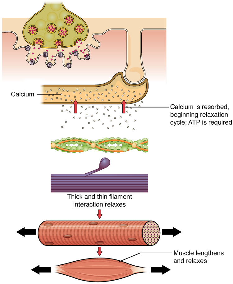 muscle-contraction-vector-photo-free-trial-bigstock