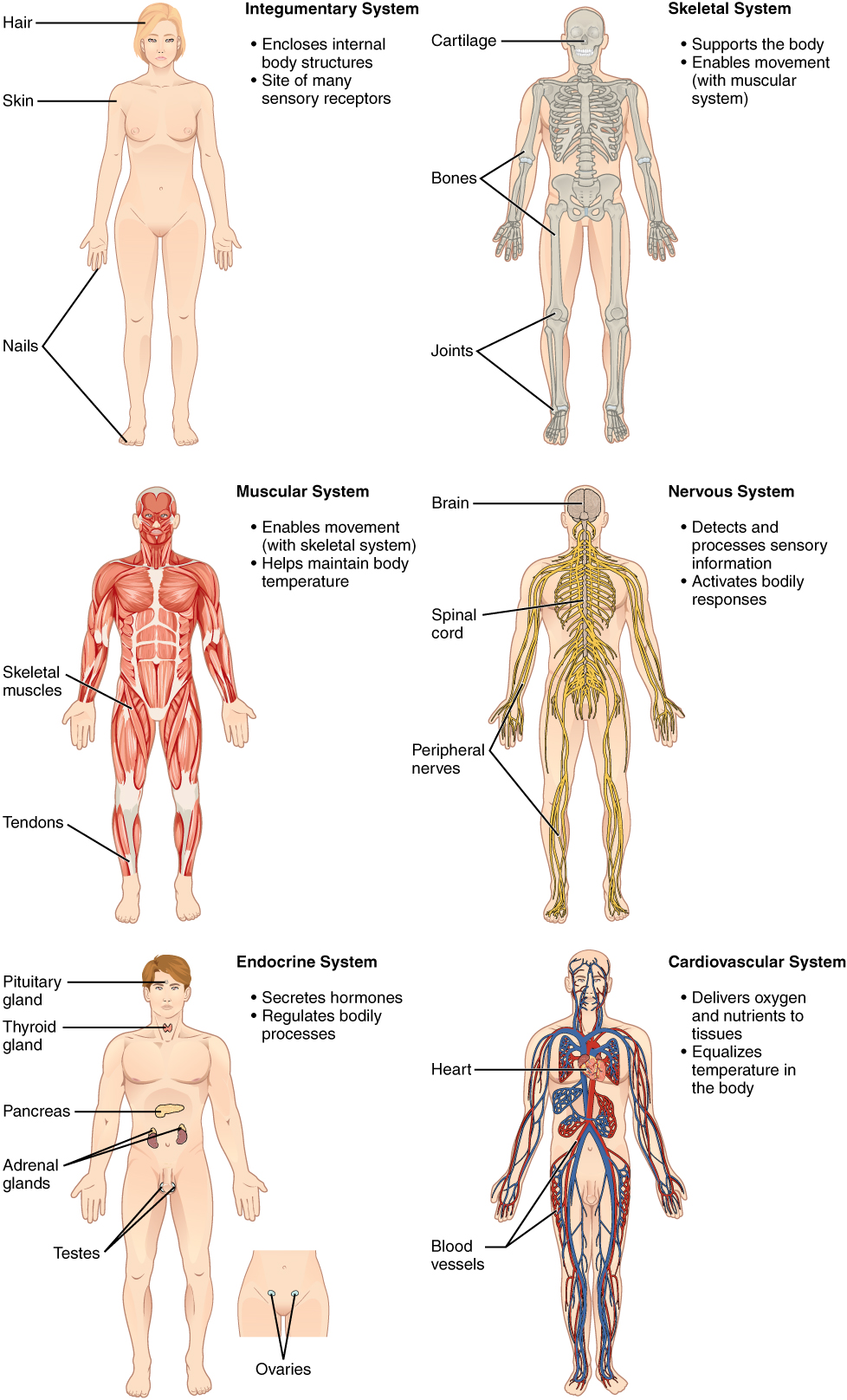 This illustration shows eight silhouettes of a human female, each showing the components of a different organ system. The integumentary system encloses internal body structures and is the site of many sensory receptors. The integumentary system includes the hair, skin, and nails. The skeletal system supports the body and, along with the muscular system, enables movement. The skeletal system includes cartilage, such as that at the tip of the nose, as well as the bones and joints. The muscular system enables movement, along with the skeletal system, but also helps to maintain body temperature. The muscular system includes skeletal muscles, as well as tendons that connect skeletal muscles to bones. The nervous system detects and processes sensory information and activates bodily responses. The nervous system includes the brain, spinal cord, and peripheral nerves, such as those located in the limbs. The endocrine system secretes hormones and regulates bodily processes. The endocrine system includes the pituitary gland in the brain, the thyroid gland in the throat, the pancreas in the abdomen, the adrenal glands on top of the kidneys, and the testes in the scrotum of males as well as the ovaries in the pelvic region of females. The cardiovascular system delivers oxygen and nutrients to the tissues as well as equalizes temperature in the body. The cardiovascular system includes the heart and blood vessels.