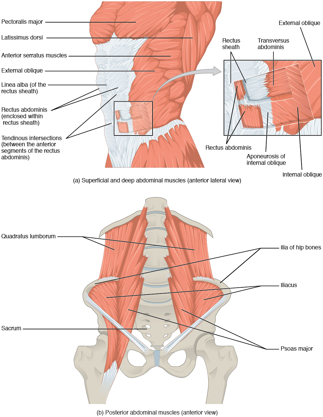 8.3 The Pelvic Girdle and Pelvis – Douglas College Human Anatomy