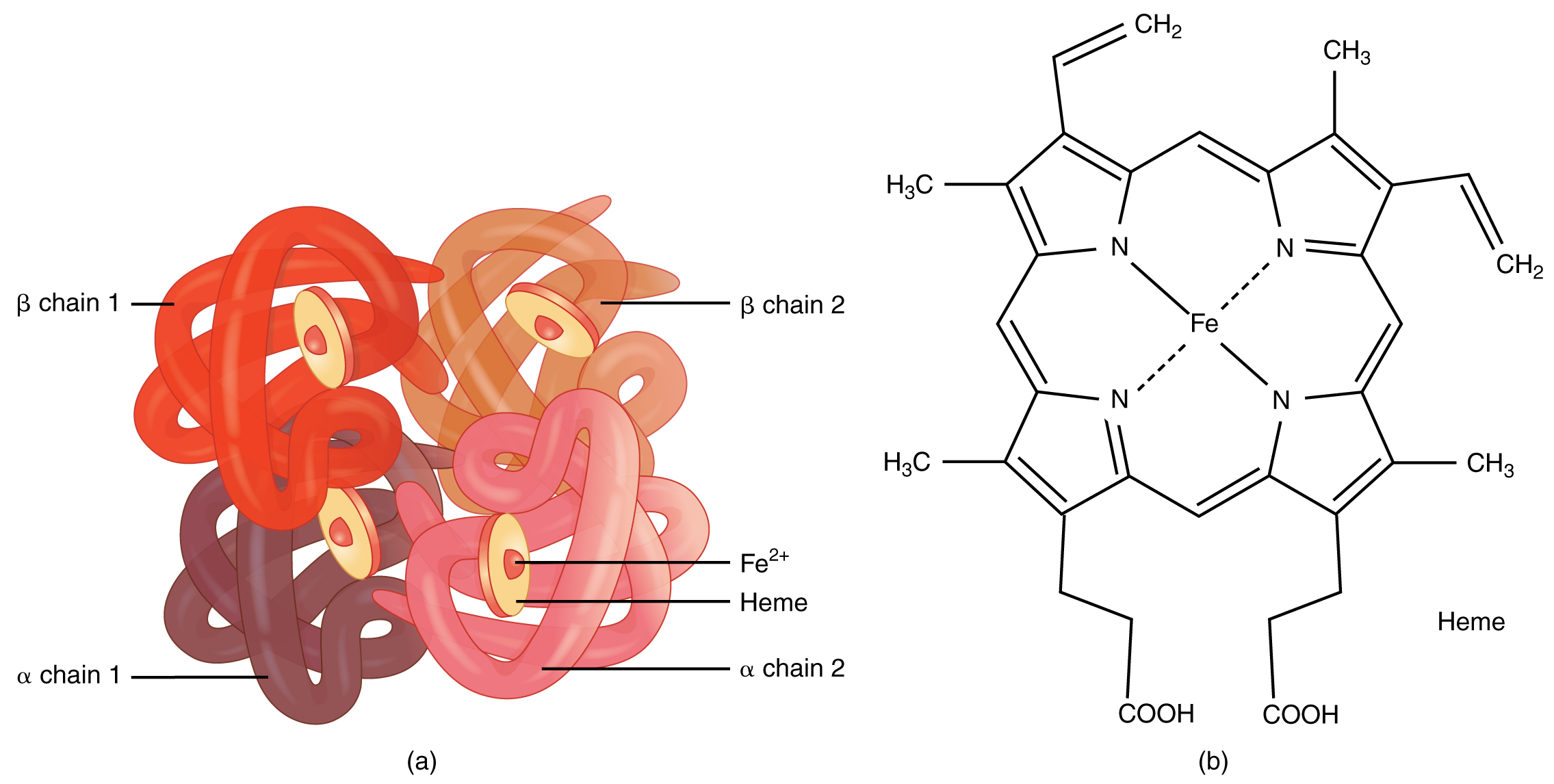 This figure shows the structure of hemoglobin. The left panel shows the protein structure and the right panel shows the chemical formula.
