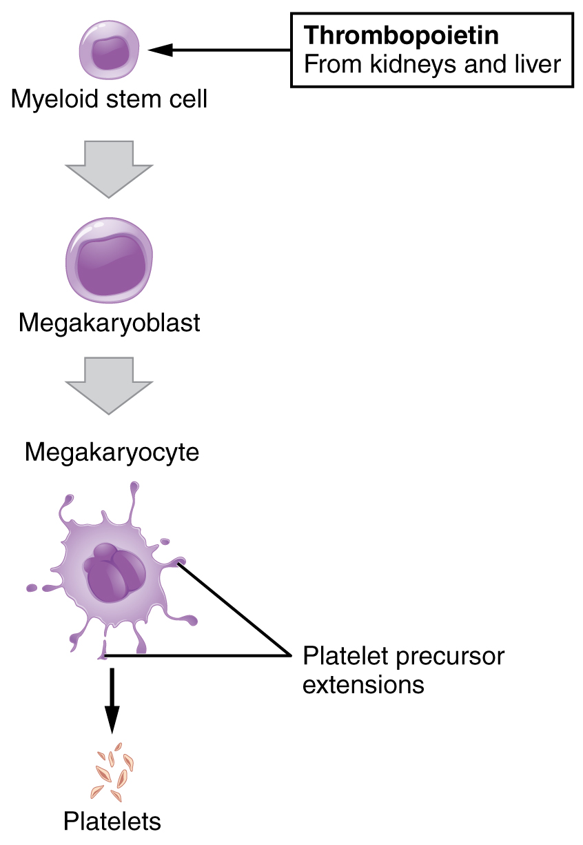 This flowchart shows a myeloid stem cell differentiating into platelets.