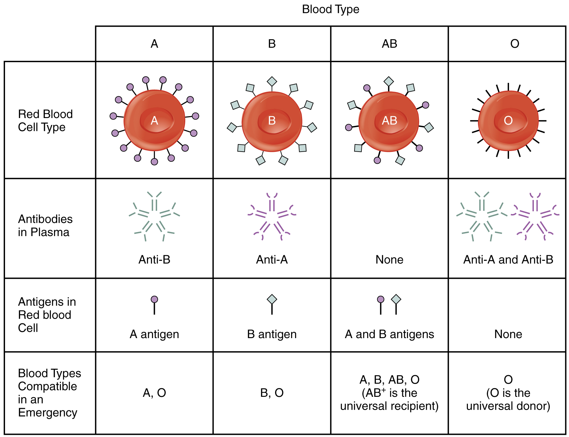 what-is-na-blood-group-wehrpflicht-deutschland