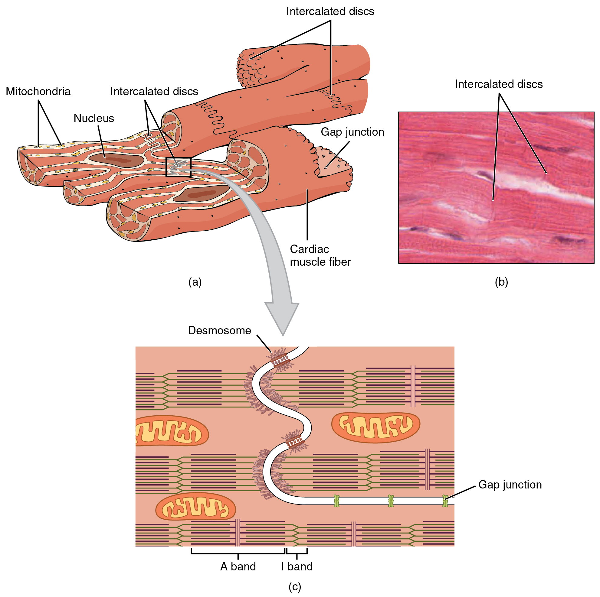 The top left panel of this figure shows the cross structure of cardiac muscle with the major parts labeled. The top right panel shows a micrograph of cardiac muscle. The bottom panel shows the structure of intercalated discs.