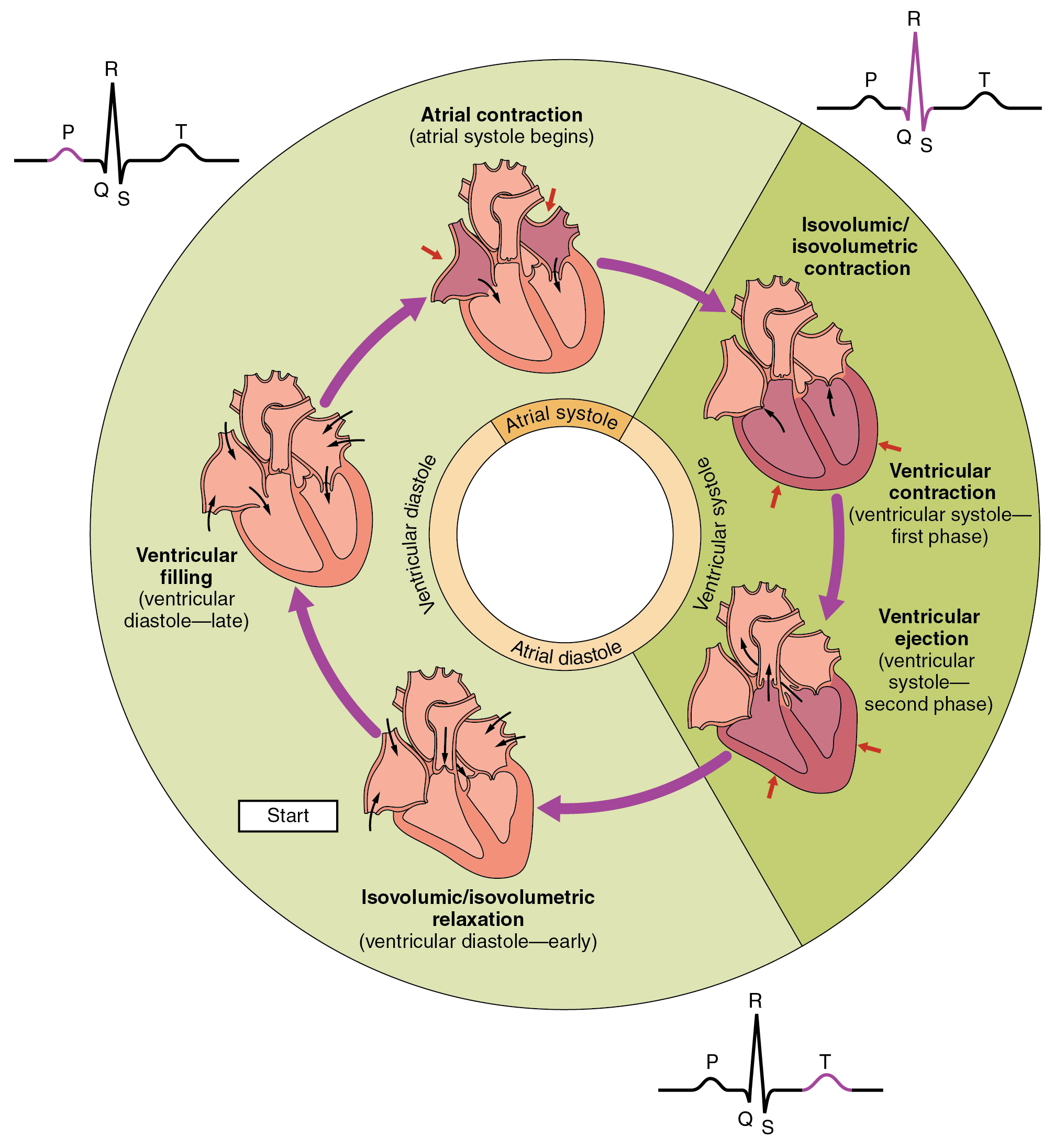 This pie chart shows the different phases of the cardiac cycle and details the atrial and ventricular stages.