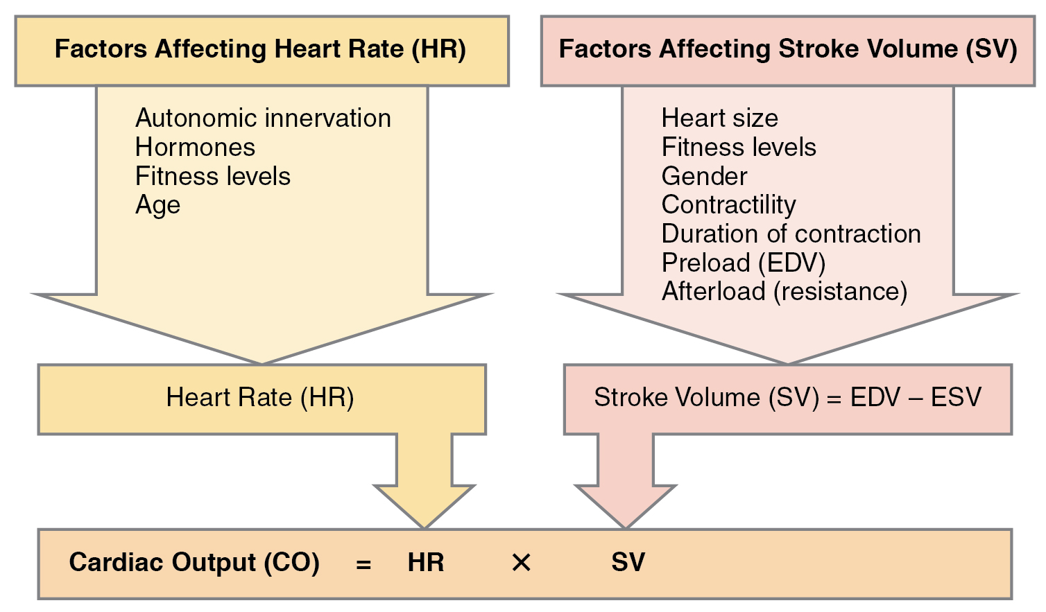This figure lists the different factors affecting the heart rate and stroke volume. It also shows how they both affect the cardiac output.