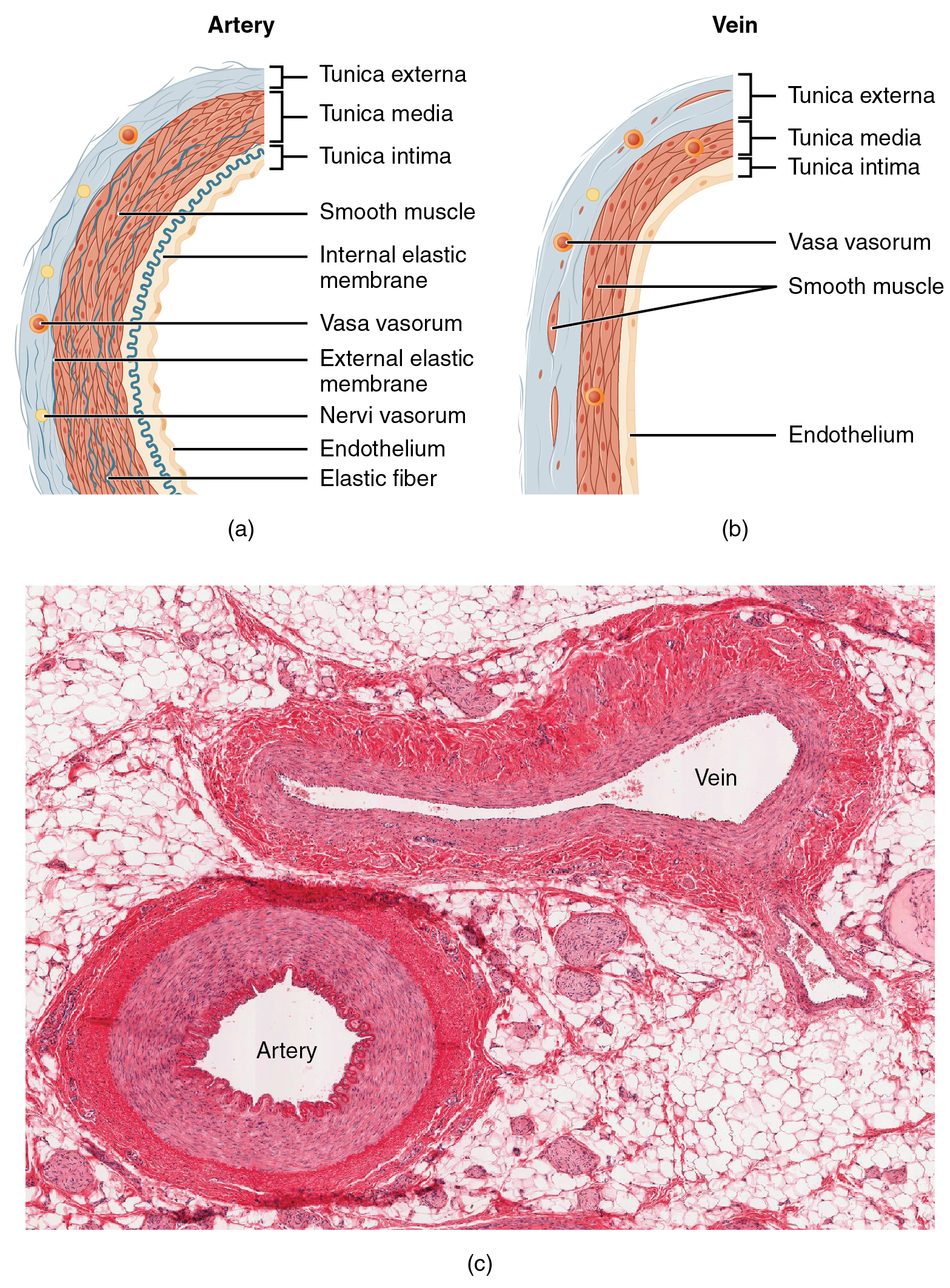 20.1 Structure and Function of Blood Vessels – Douglas College Human ...