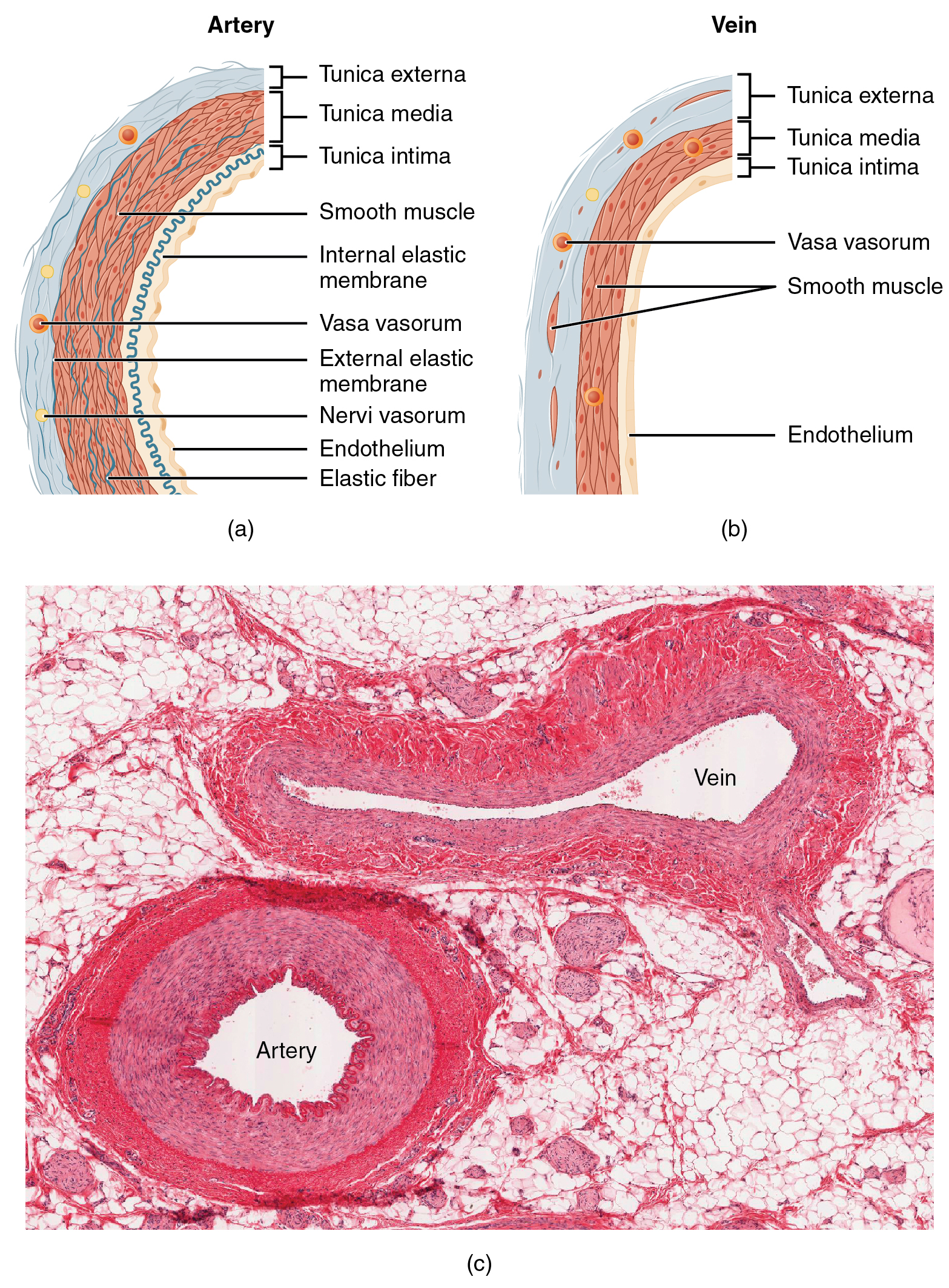20 1 Structure And Function Of Blood Vessels Douglas College Human 