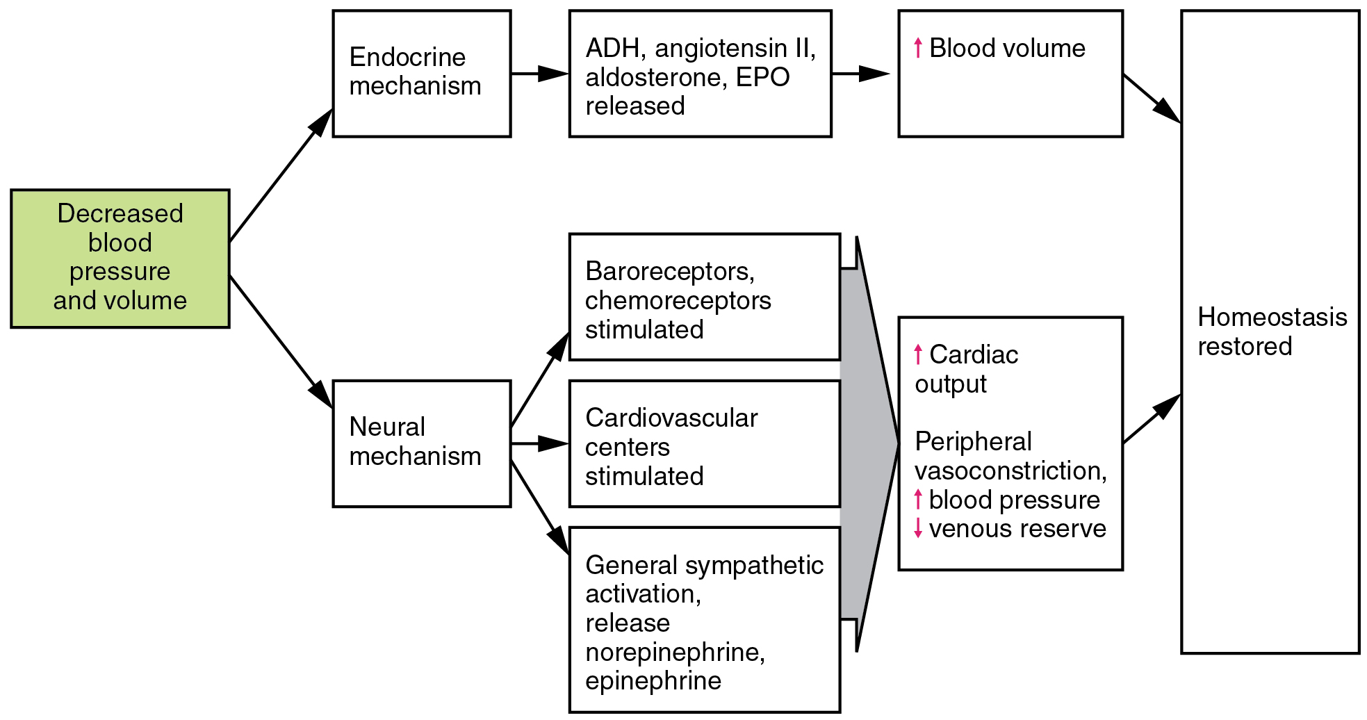 This flowchart shows the action of decreased blood pressure and volume in the neural and endocrine mechanisms.