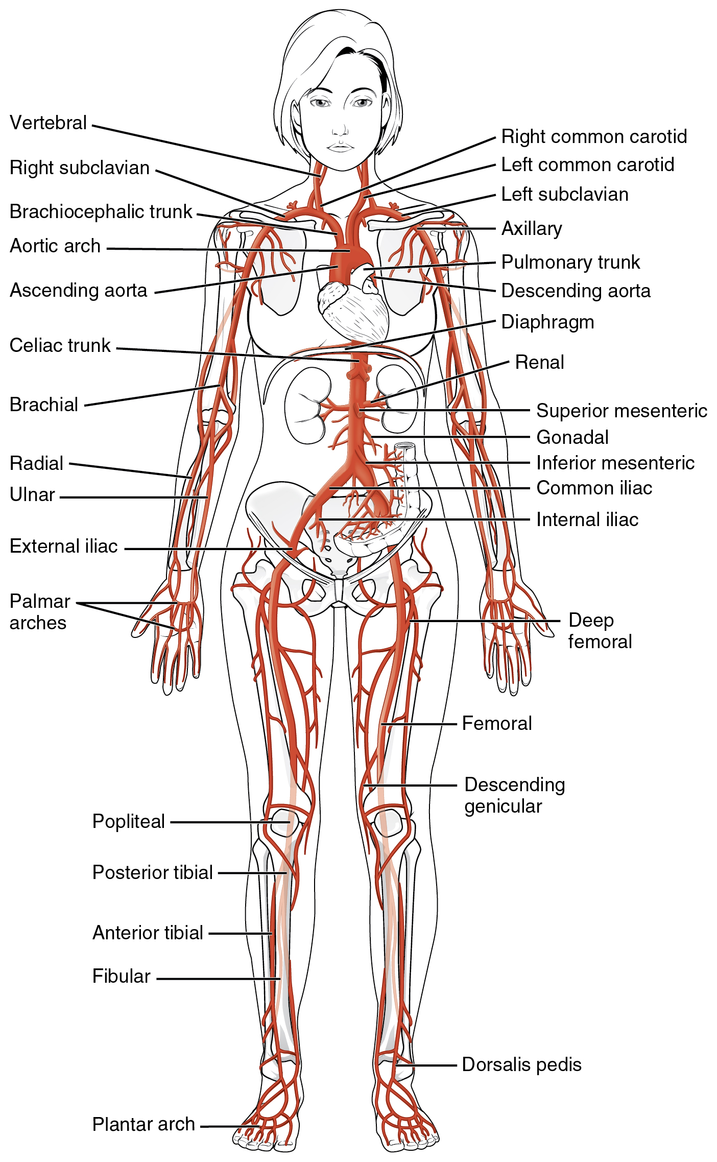 This diagrams shows the major arteries in the human body.