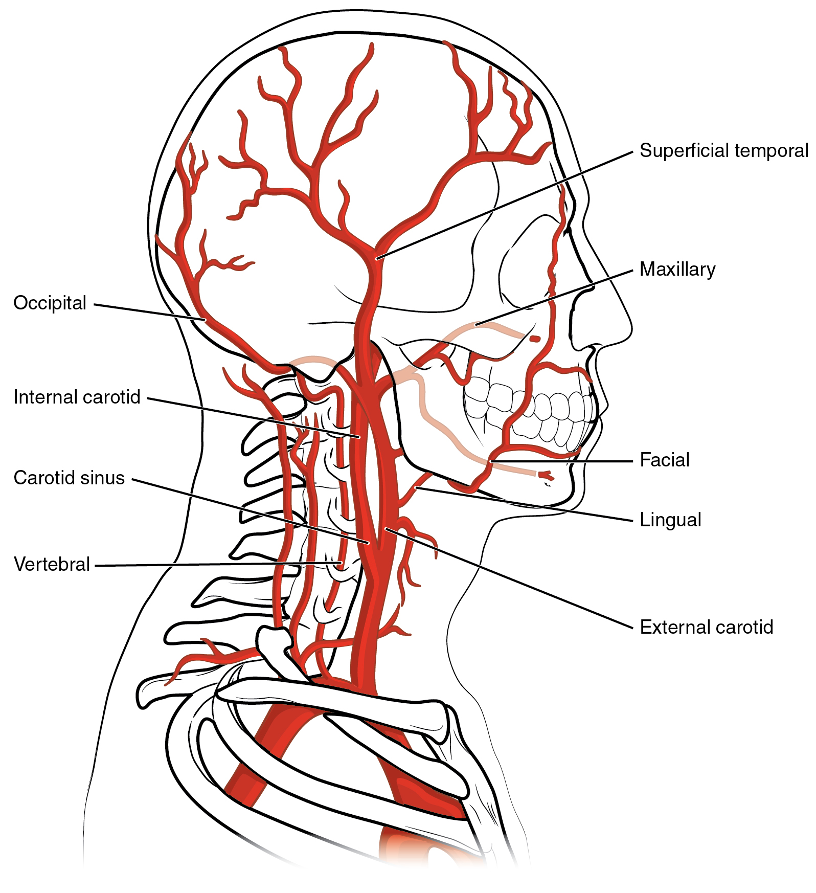 This diagram shows the blood vessels in the head and brain.