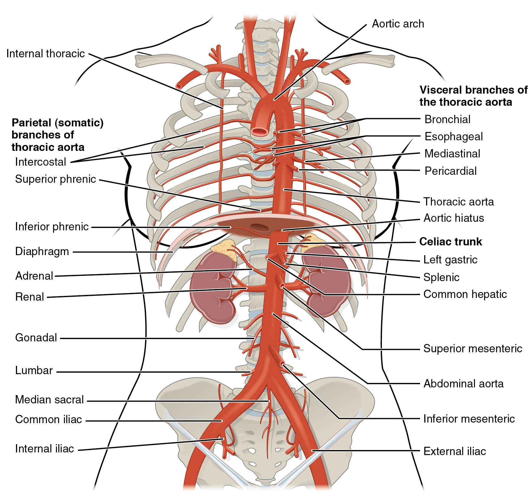 This diagram shows the arteries in the thoracic and abdominal cavity.