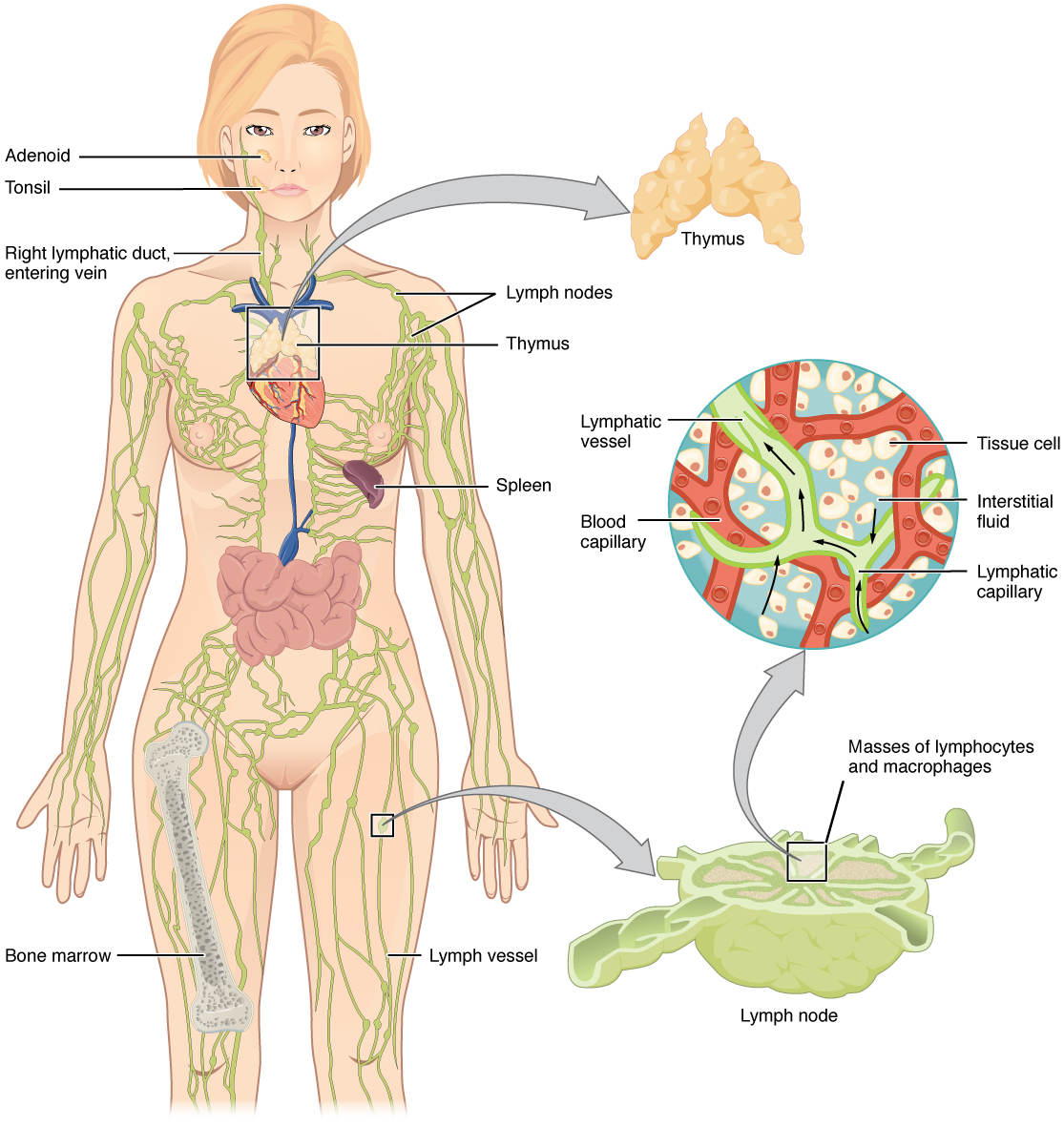 The left panel shows a female human body, and the entire lymphatic system is shown. The right panel shows magnified images of the thymus and the lymph node. All the major parts in the lymphatic system are labeled.