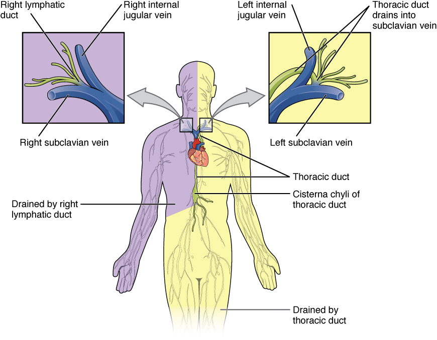 This figure shows the lymphatic trunks and the duct system in the human body. Callouts to the left and right show the magnified views of the left and right jugular vein respectively.