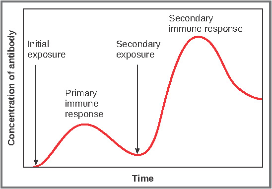 This graph shows the antibody concentration as a function of time in primary and secondary response.