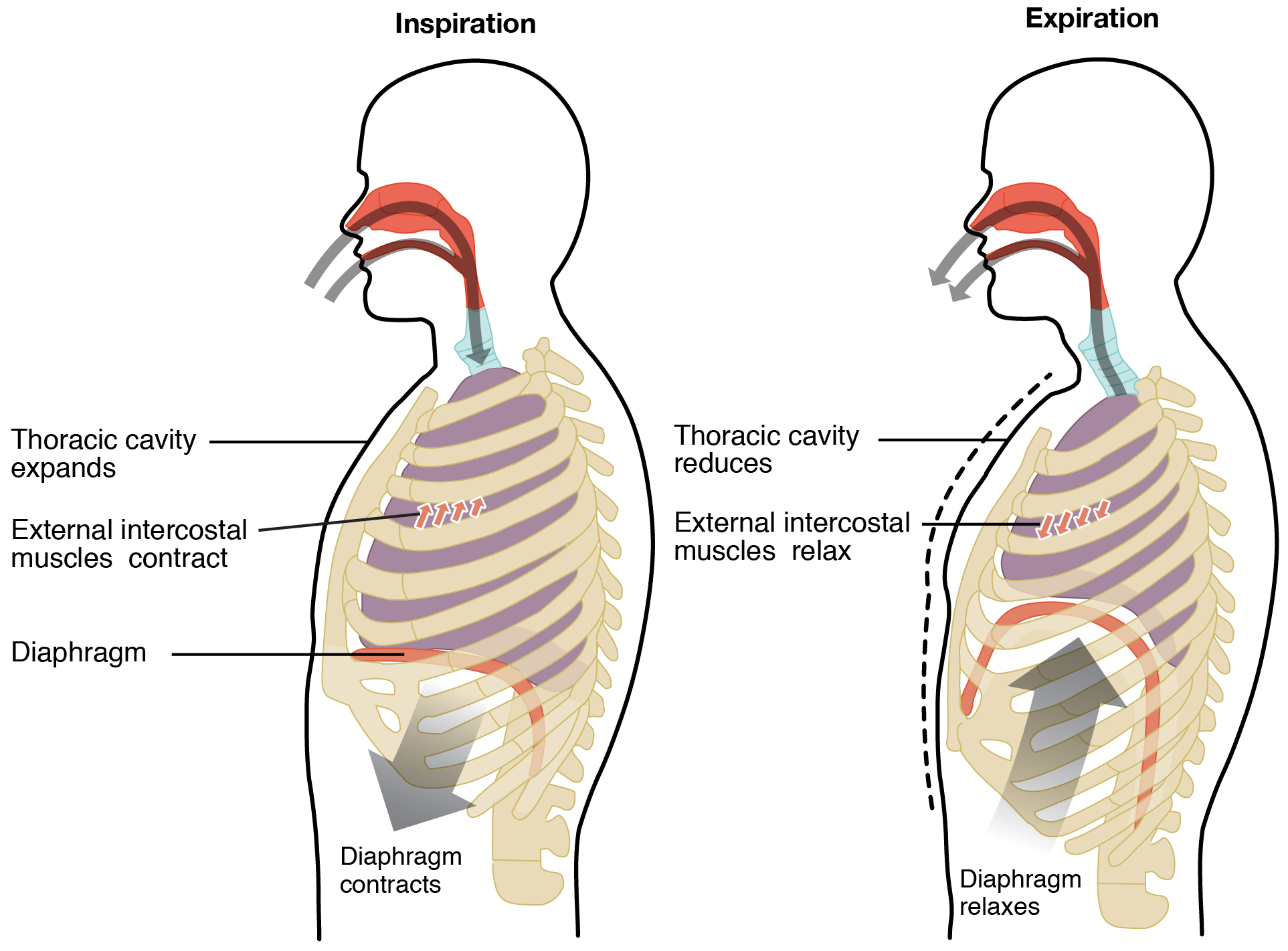 The left panel of this image shows a person inhaling air and the location of the chest muscles. The right panel shows the person exhaling air and the contraction of the thoracic cavity.