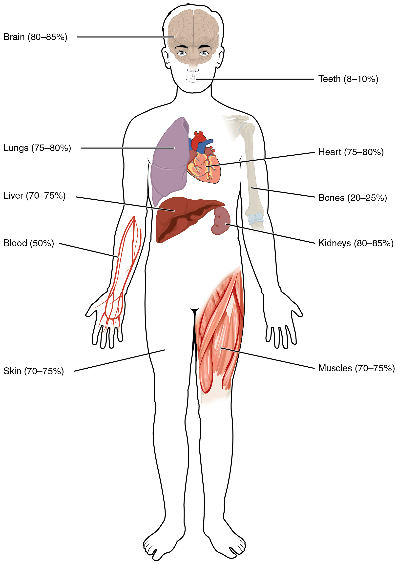 This illustration shows a silhouette of a human body with various organs highlighted. The percent of water contained in each organ is given. The brain typically contains 80% to 85% water, teeth contain 8% to 10% water, a single lung contains 75% to 80% water, the heart contains 75% to 80% water, the bones contain 20% to 25% water, the liver contains 70% to 75% water, the kidneys contain 80% to 85% water, the skin contains 70% to 75% water and the muscles also contain 70% to 75% water.