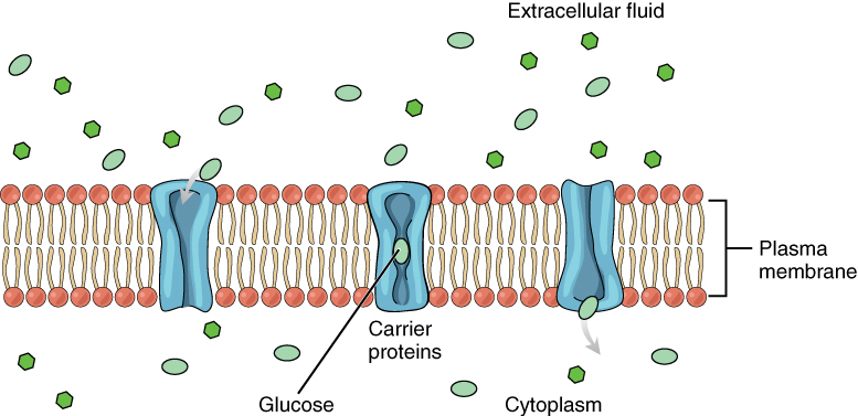 This diagram shows a carrier protein embedded in the plasma membrane between the cytoplasm and the extracellular fluid. There are several glucose molecules in the extracellular fluid. In the first step, the carrier protein is open to the extracellular fluid and closed to the cytosol. One of the glucose molecules travels from the extracellular fluid into the carrier protein. The protein then changes shape, closing at both ends. This pushes the glucose down into the carrier protein, closer to the cytosol end. The protein then opens on the cytosol side and closes on the extracellular fluid side, allowing the glucose to enter the cytosol.