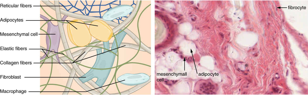 The left image shows a diagram of connective tissue. As a whole, the connective tissue appears somewhat disorganized, with fibers and cells mixed together heterogeneously. There are many open spaces between the embedded elements, suggesting that the connective tissue is somewhat loosely packed. The thickest fibers are collagen fibers; the thinner fibers are elastic fibers. Both the collagen fibers and the elastic fibers crisscross randomly throughout the tissue. In addition, a net of reticular fibers appear in the upper part of the diagram. Two yellow and oval shaped adipocytes are embedded below the reticular fiber net, with a small dark nucleus squeezed into one corner of the cell. A mesenchymal cell is next to one of the adipocytes. The cell is rectangular and has four projections stemming from each corner of the cell. The projections appear to attach to the nearby collagen fibers. A fibroblast is located at the center of the diagram. The fibroblast appears similar to the mesenchymal cell, except that it is larger and has more projections. Finally, a white macrophage is in the lower right of the diagram. The macrophage is a white, oval shaped disc with a prominent nucleus. The right diagram is a micrograph of connective tissue. The tissue is mostly stained pink, however, the thick collagen fibers crisscrossing the tissue are white. Five adipocytes also appear white, except for their cell membrane and nucleus, which stained dark. A mesenchymal cell occupies the space between two adipocytes. It stains a very deep purple, but its shape is unclear in the micrograph. A fibrocyte is also visible as an oval shaped cell with a deep purple nucleus.