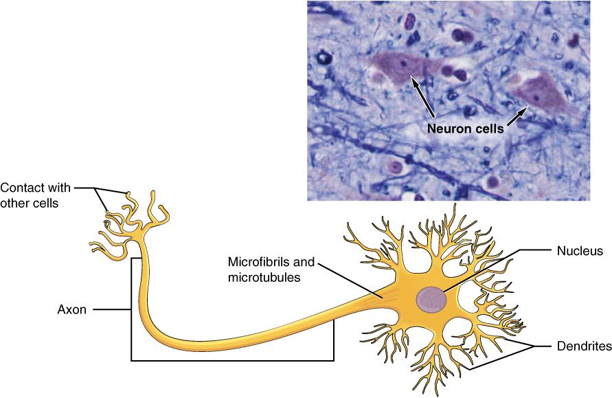 what do neurons do in the brain