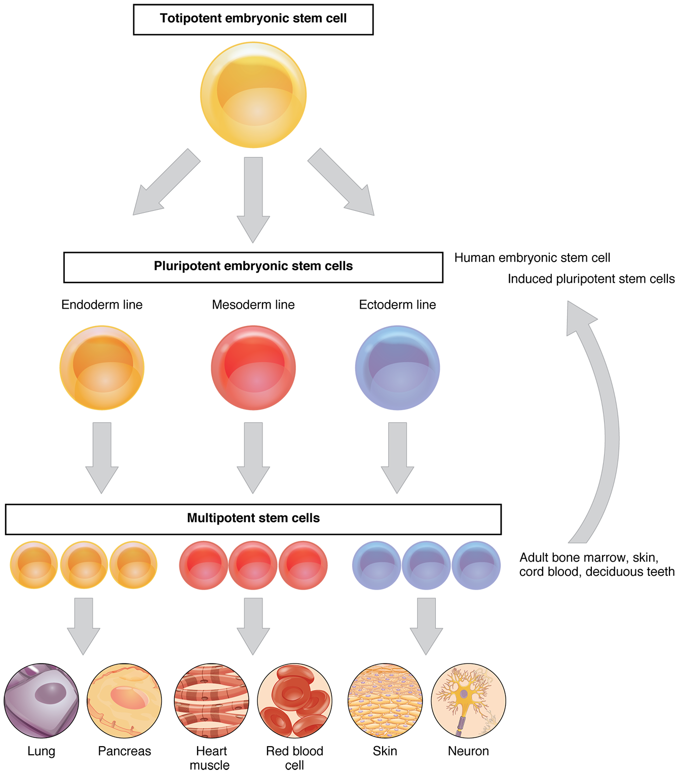 Stem Cells and Differentiation: the Core of your Body's 24/7/365  Regeneration Process, by Sam Kneller, The Explanation