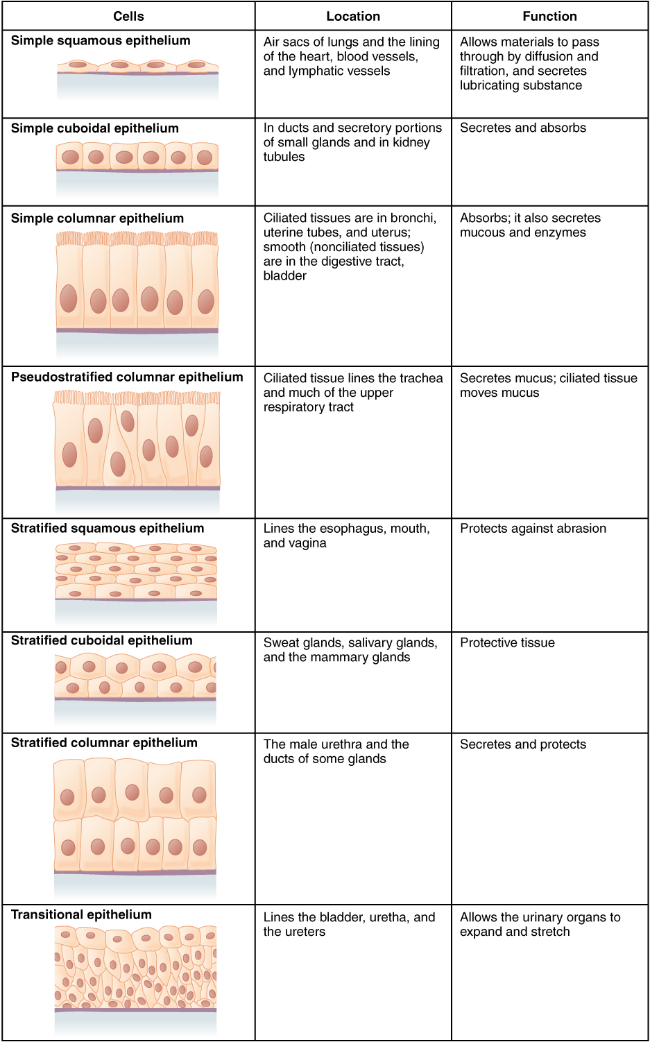 This figure is a table with three columns and eight rows. The leftmost column is titled cells, and contains a drawing in each row showing how epithelial cells are arranged above a basement membrane. The middle column is titled location, while the rightmost column is titled function. In a simple squamous epithelium, the cells are flattened and single-layered. Simple squamous cells are found in the air sacs of the lungs, in the lining of the heart, blood vessels and lymphatic vessels. Their function is to allow materials to pass through by diffusion and filtration, as well as to secrete lubricating substances. In a simple cuboidal epithelium, the cells are cube shaped and single layered and located in ducts and secretory portions of small glands as well as in the kidney tubules. The function of simple cuboidal epithelium is to secrete and absorb. In a simple columnar epithelium, the cells are rectangular and are attached to the basement membrane on one of their narrow sides, so that each cell is standing up like a column. There is only one layer of cells. Simple columnar epithelium is found in ciliated tissues including the bronchi, uterine tubes, and uterus, as well as in smooth, nonciliated tissues such as the digestive tract bladder. The function of simple columnar epithelium is to absorb substances but also to secrete mucous and enzymes. In a pseudostratified columnar epithelium, the cells are column-like in appearance, but they vary in height. The taller cells bend over the tops of the shorter cells so that the top of the epithelial tissue is continuous. There is only one layer of cells. Pseudostratified columnar epithelium lines the trachea and much of the upper respiratory tract. The function of pseudostratified columnar epithelium is to secrete mucous and also move that mucus using the hair like cilia projecting from the top of each cell. A stratified squamous epithelium contains many layers of flattened cells. Stratified squamous epithelium lines the esophagus, mouth, and vagina. The function of stratified squamous epithelium is to protect against abrasion. Stratified cuboidal epithelium contains many layers of cube-shaped cells. Stratified cuboidal epithelium is found in the sweat glands, salivary glands, and mammary glands. The function of stratified cuboidal epithelium is to protect other tissues of the body. Stratified columnar epithelium contains many layers of rectangular, column-shaped cells. Stratified columnar epithelium is located in the male urethra and the ducts of some glands. The function of stratified columnar epithelium is to secrete and protect. Transitional epithelium consists of many layers of irregularly shaped cells with diverse sizes. Transitional epithelium is found lining the bladder, urethra and ureters. The function of transitional epithelium is to allow the urinary organs to expand and stretch.