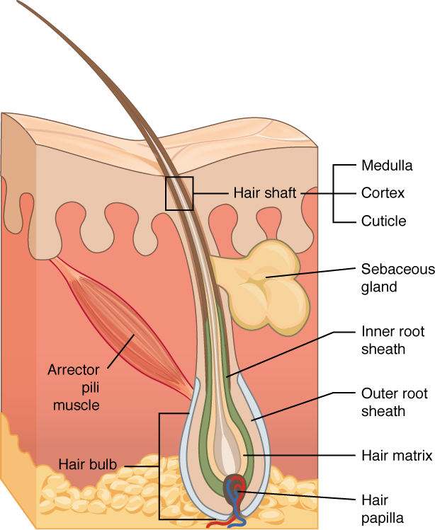 This diagram shows a cross section of the skin containing a hair follicle. The follicle is teardrop shaped. Its enlarged base, labeled the hair bulb, is embedded in the hypodermis. The outermost layer of the follicle is the epidermis, which invaginates from the skin surface to envelope the follicle. Within the epidermis is the outer root sheath, which is only present on the hair bulb. It does not extend up the shaft of the hair. Within the outer root sheath is the inner root sheath. The inner root sheath extends about half of the way up the hair shaft, ending midway through the dermis. The hair matrix is the innermost layer. The hair matrix surrounds the bottom of the hair shaft where it is embedded within the hair bulb. The hair shaft, in itself, contains three layers: the outermost cuticle, a middle layer called the cortex, and an innermost layer called the medulla.