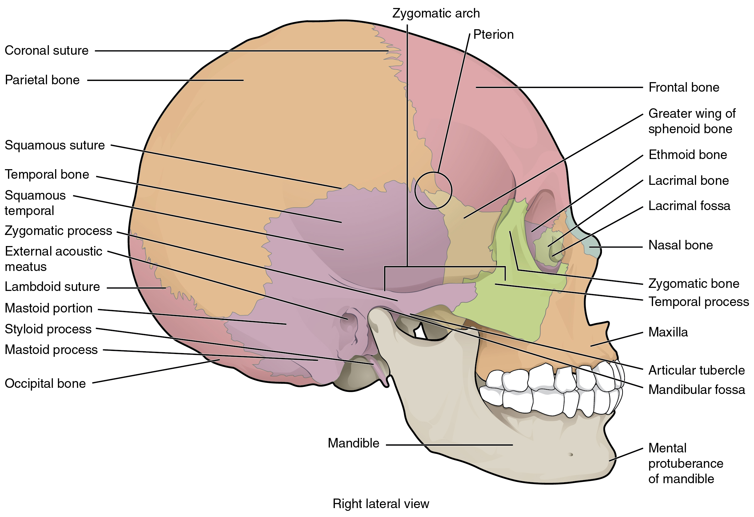 This image shows the lateral view of the human skull and identifies the major parts.